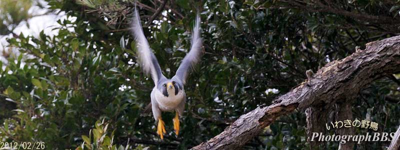 いわきの野鳥FC2BBS
