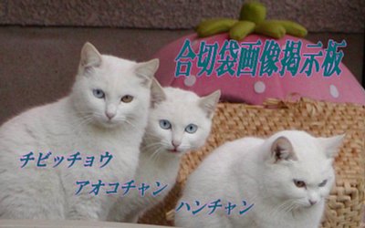 合切袋 花いちもんめの掲示板